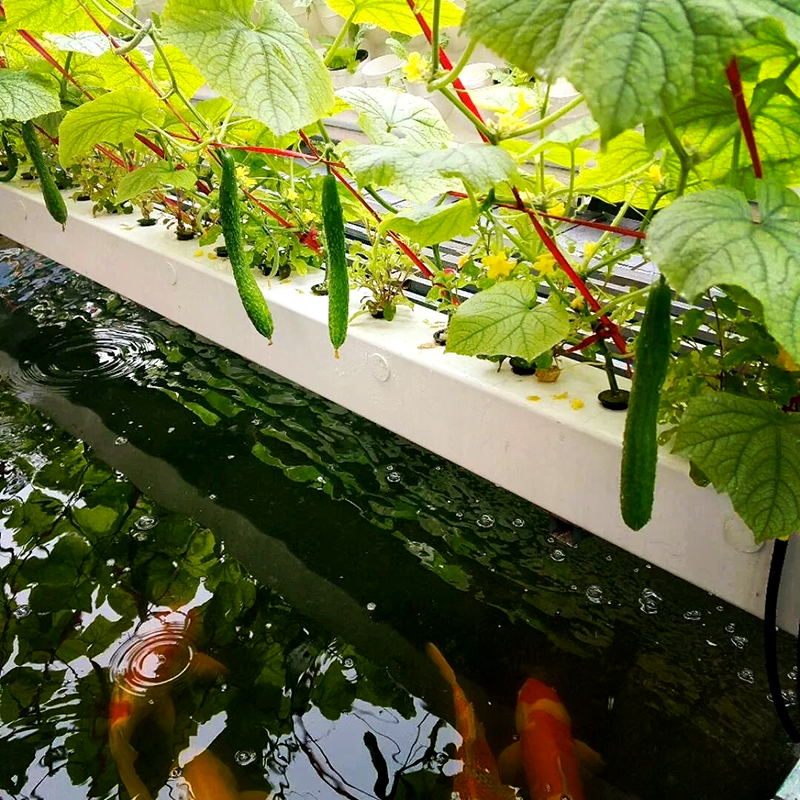 天津水培设备鱼菜共生 - 方案